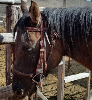 Stolen horse browband and headstall from Logan Lake