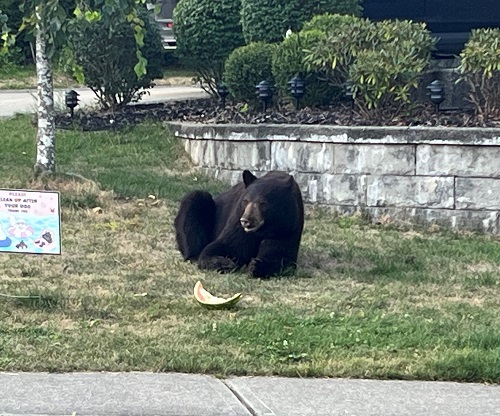 An injured bear munches on watermelon after being fed by neighbours