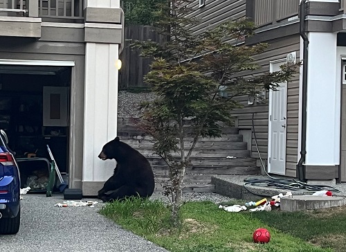 Bear eating from a garbage can in an open garage